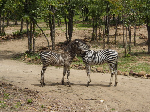 young zebras