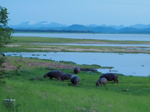 Group of hippos