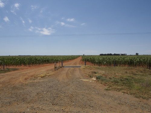 maize fields