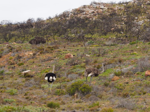 Ostriches