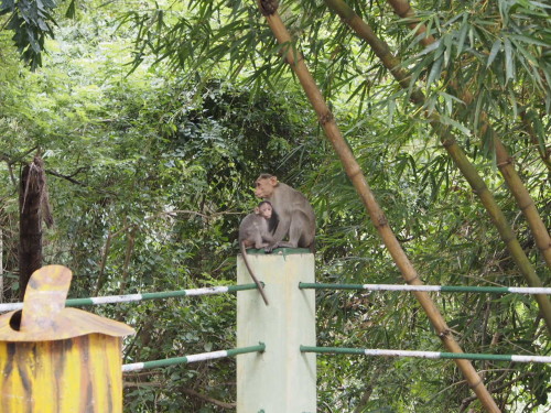 monkeys in mysore bird sanctuary