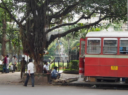 bus, trees, sugarcane