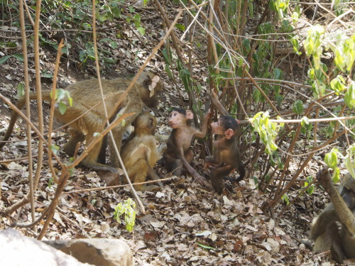 Small baboons