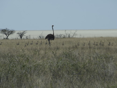 Ostrich with young ones