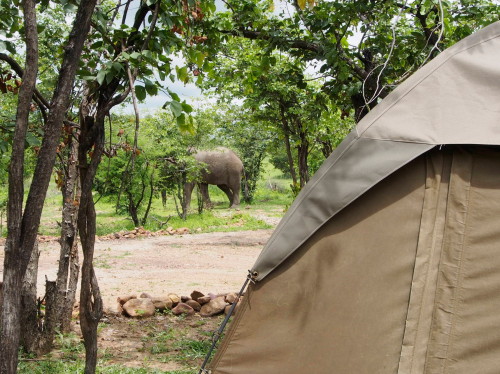 Elephant behind tent