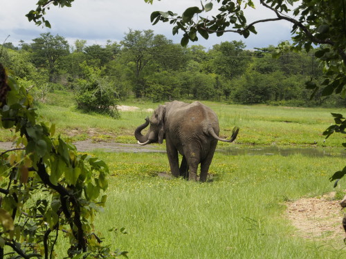 Elephant mud bath