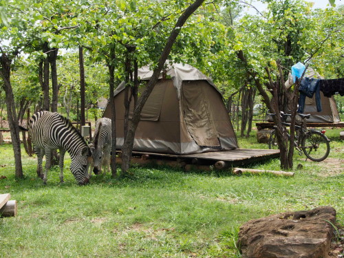 Zebras around tent 1