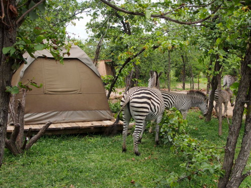 Zebras around tent 2