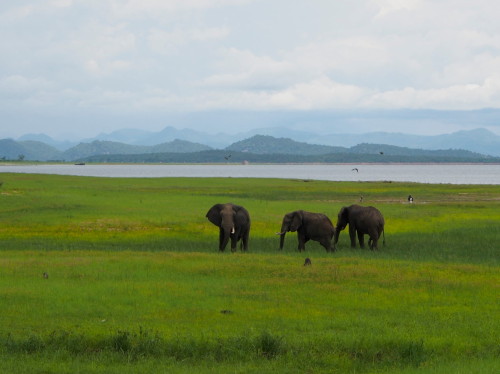 3 Elephants