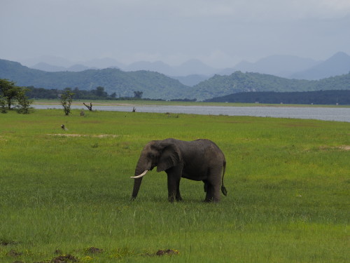 Elephant in front of lake