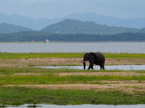 wet elephant