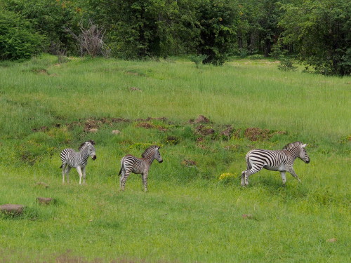 Zebra jumping