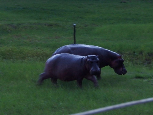 two hippos