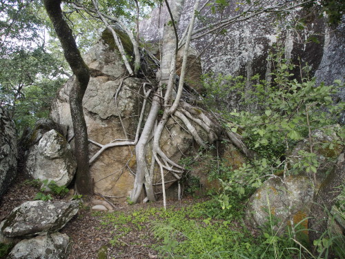 Rock with fig roots