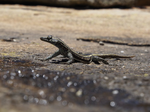 drinking lizard