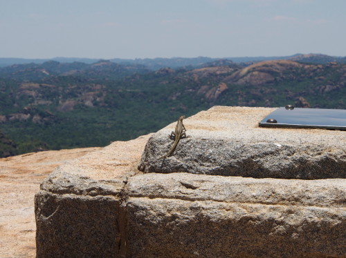 lizard on grave