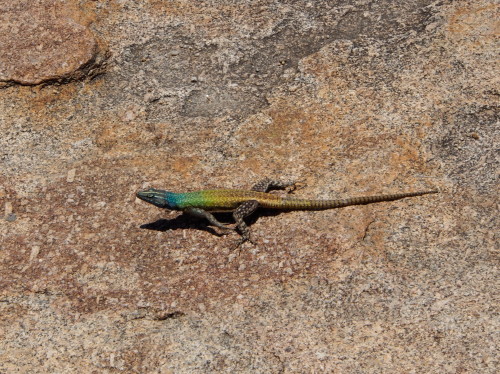 colorful lizard