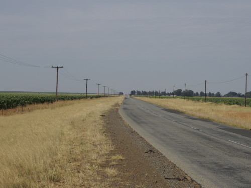 road through maize fields