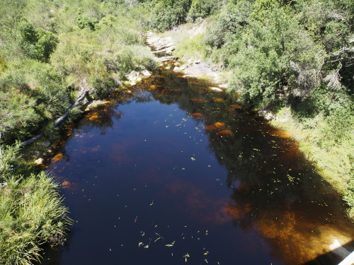 Brown water