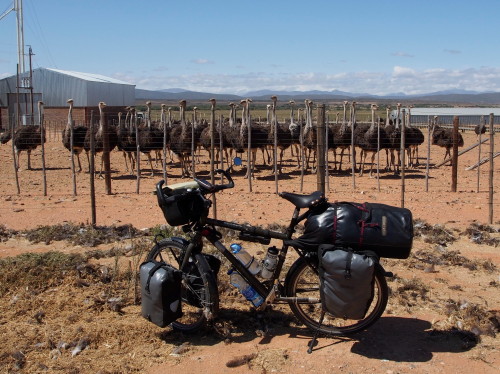 bike and ostriches