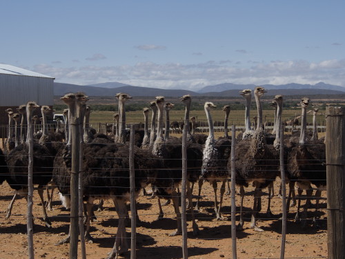 ostriches