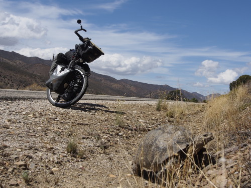 Bike and turtle