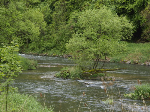 Wutach, duck