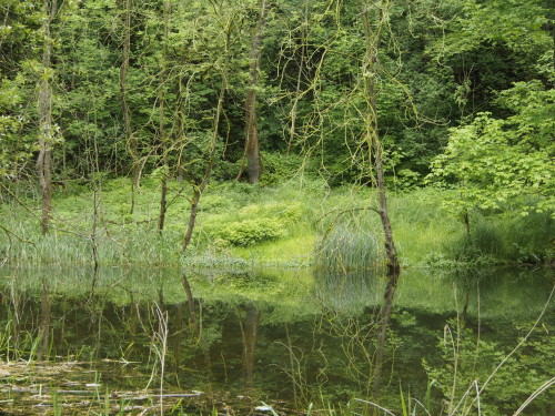 isar pond 1