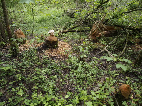 beaver trees 1