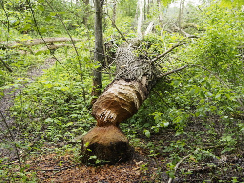 beaver trees 1