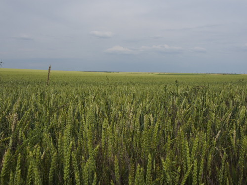 grain fields to the horizon