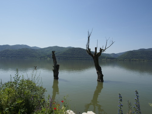 trees in water