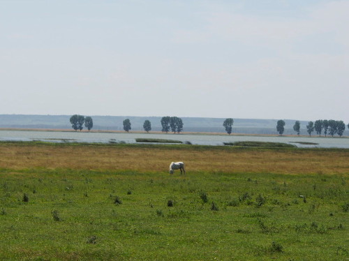 horse in front of lake bistret