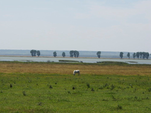 horse in front of lake bistret