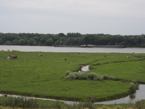 danube, ships, cattle