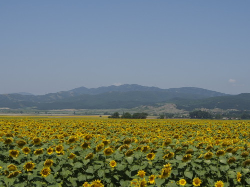 sunflowers and mountains