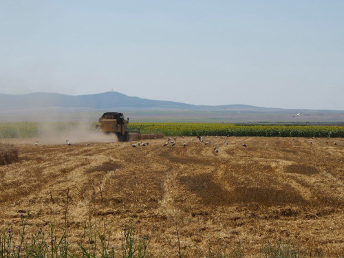 harvester and storks