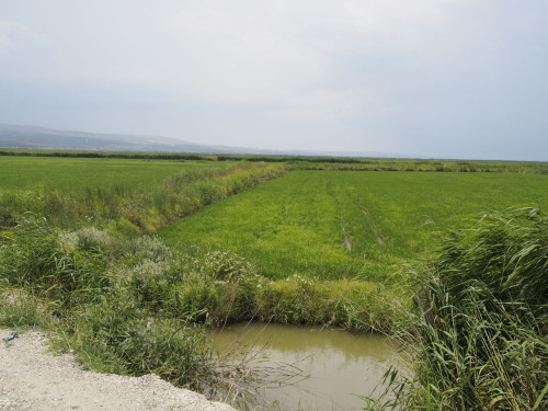 rice fields