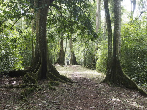 mpanga trees