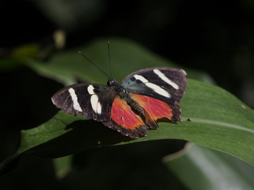 red butterfly