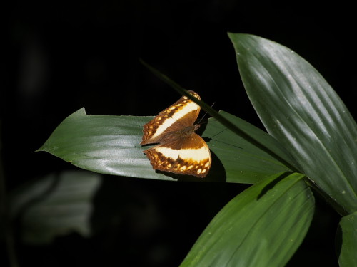 brown butterfly