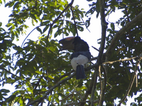 hornbill