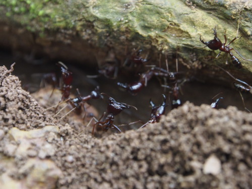 ant warriors