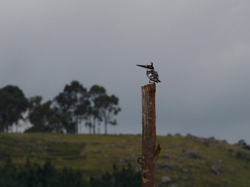 Bird on post