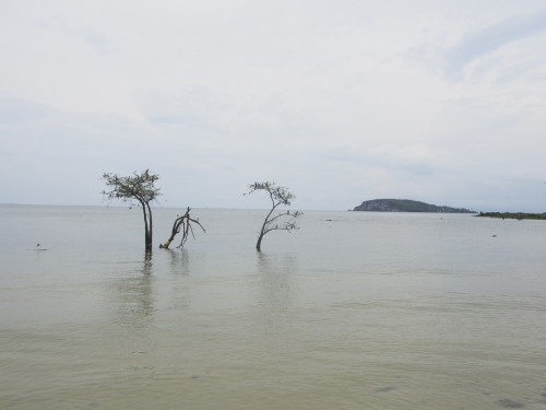 trees in water 1