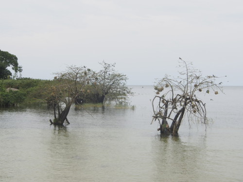 trees in water 2