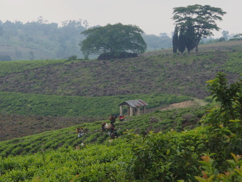 tea harvest