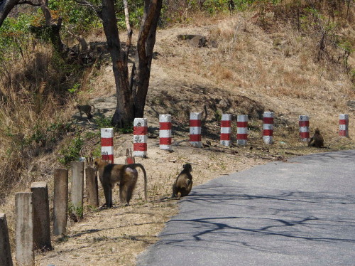 Baboons