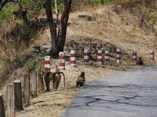 Baboons