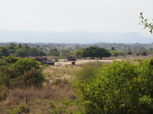 Village, Trees